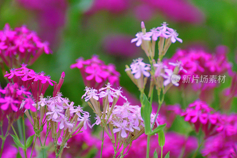 Silene armeria /甜美的William Catchfly:花